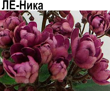 ЛЕ-Ника (Лебецкая)