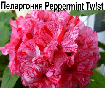 Пеларгония зональная Peppermint Twist