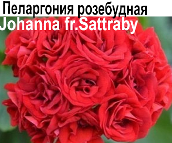 Пеларгония розебудная Johanna fr. Sattraby