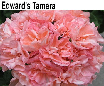 Пеларгония зональная Edward's Tamara