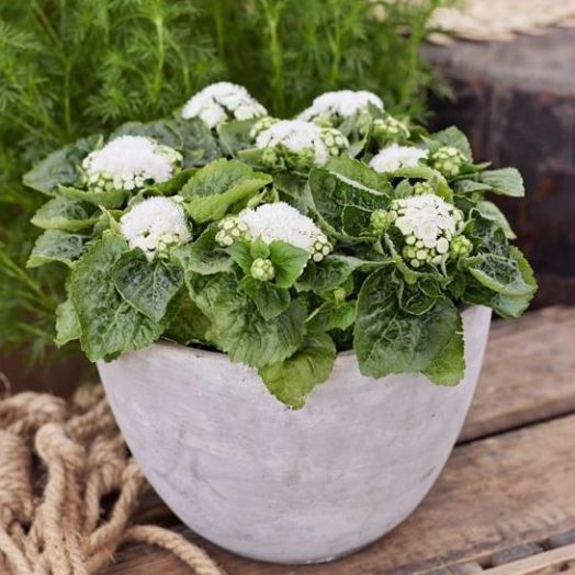 Агератум мексиканский (Ageratum mexicanum) Kona white, 100 драже