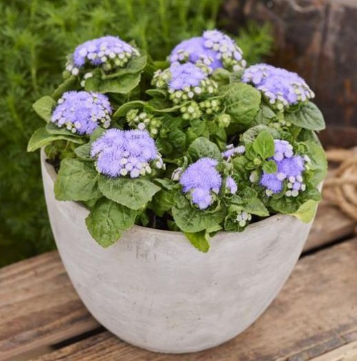 Агератум мексиканский (Ageratum mexicanum) Kona blue, 100 драже