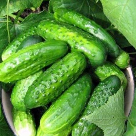 Огурец пчёлоопыляемый Нежинский, 50шт семян