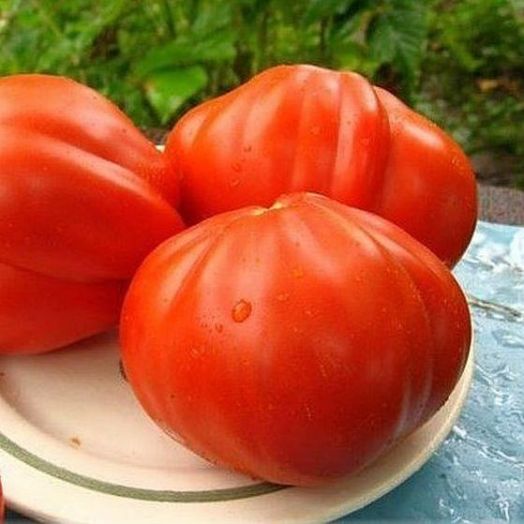 Томат Айсберг, 50шт семян