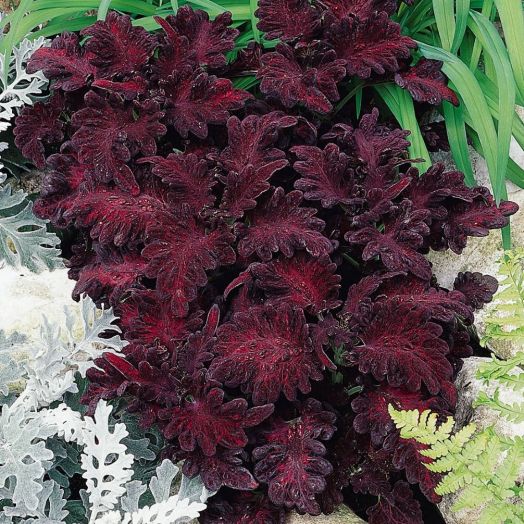 Колеус гибридный (Coleus hybrida) Black Dragon, 100 семян