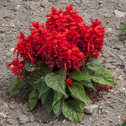 Сальвия блестящая (Salvia splendens) Sentry Red, 100 семян