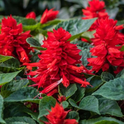 Сальвия блестящая (Salvia splendens) Oasis Red, 100 семян