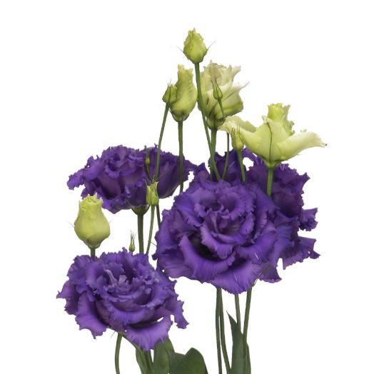 Эустома(Лизиантус) махровая (Eustoma grandiflorum) Alissa Blue, 50 драже