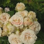 Белами Кордана (Belami Kordana)