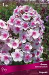 Флокс метельчатый Европа (Phlox paniculata Europa) 1 шт