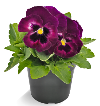 Виола Виттрока (Viola wittrockiana) Inspire DeluXXe Rose Velour, 100 семян