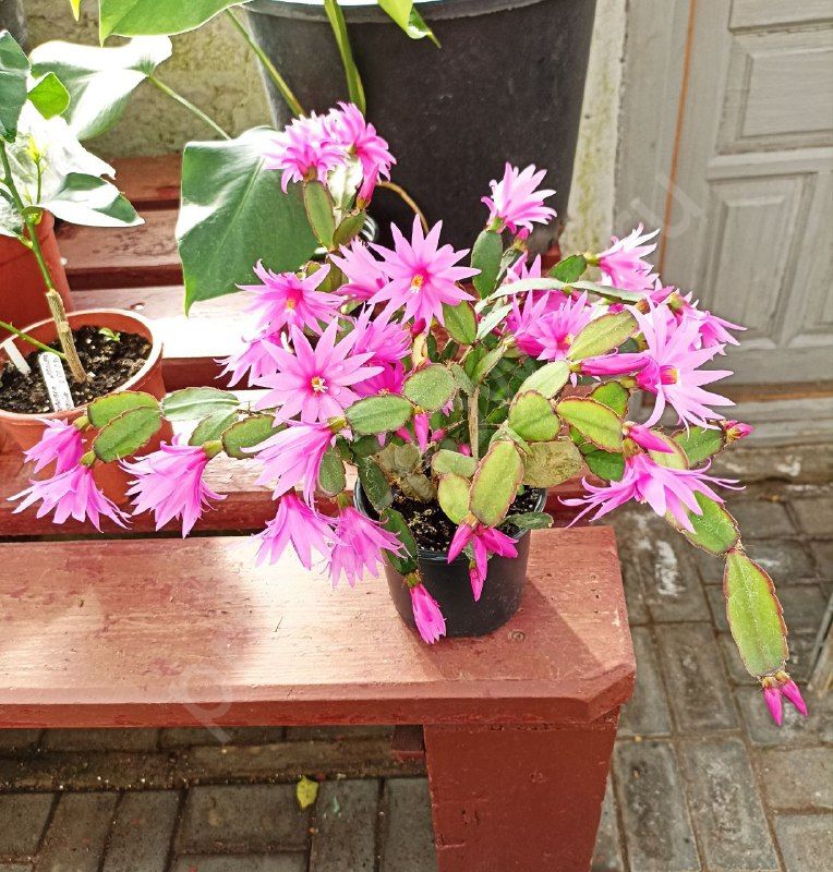 Рипсалидопсис розовый (Пасхальный кактус)