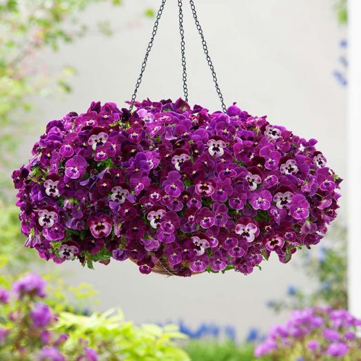 Виола виттрока (Viola wittrockiana) Cool Wave Raspberry, 10 семян