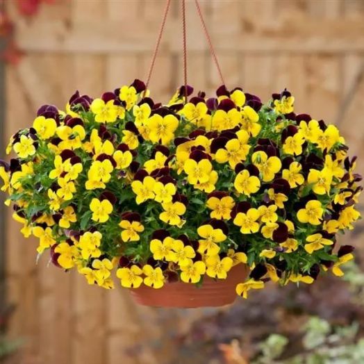 Виола виттрока (Viola wittrockiana) Cool Wave Red Wing, 10 семян