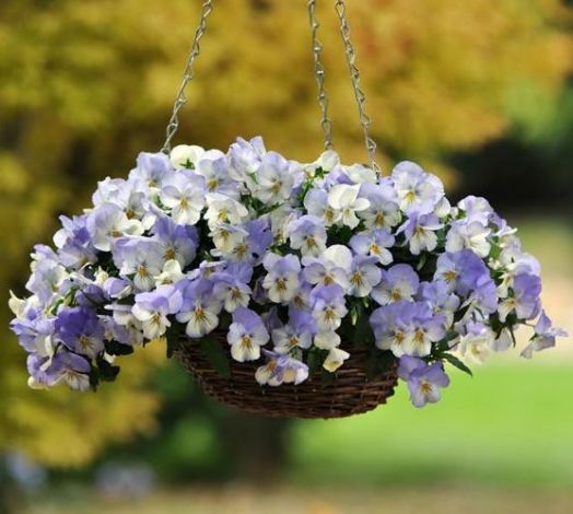 Виола виттрока (Viola wittrockiana) Cool Wave Frost, 10 семян