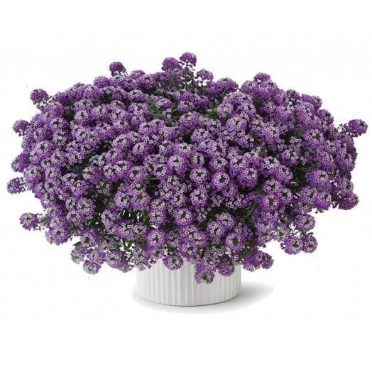 Алиссум морской (Lobularia maritima) North Face Lavender, 1000 семян