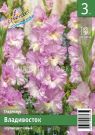 Gladiolus-Vladivostok-gofrirovannyj-10-12-3-sht