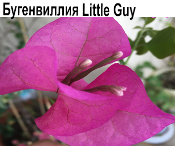 Бугенвиллия Little Guy