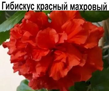 Гибискус красный махровый