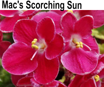 Mac's Scorching Sun (G. McDonald)