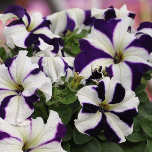 Петуния крупноцветковая (Petunia grandiflora F1) Tango blue star, 250 драже
