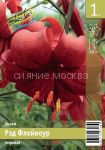 Liliya-Red-Flejvour-RED-FLAVOUR-12-14-1-sht-Tigrovye