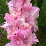 Gladiolus-gofrirovannyj-Samara-10-12-3-sht