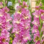 Gladiolus-Moskva-gofrirovannyj-10-12-3-sht