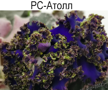 РС-Атолл (Репкина)