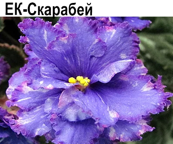 ЕК-Скарабей (Коршунова)  НОВИНКА