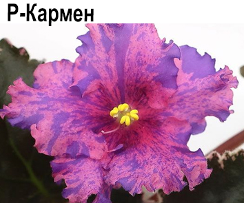 Р-Кармен  НОВИНКА