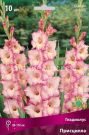 Gladiolus-Priscilla-10-12-5-sht