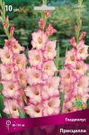 Gladiolus-Priscilla-10-12-5-sht