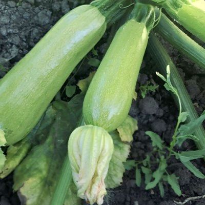 Кабачок Шерхан F1, 50шт семян