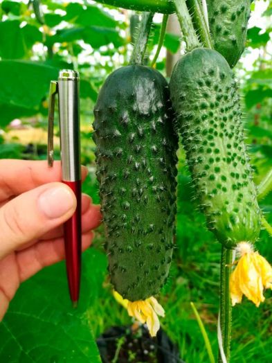 Огурец  КИБОРГ F1, 250 семян