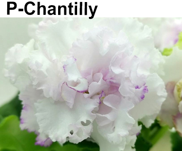 Р-Chantilly