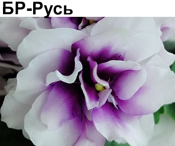 БР-Русь (Буркацкие)  НОВИНКА