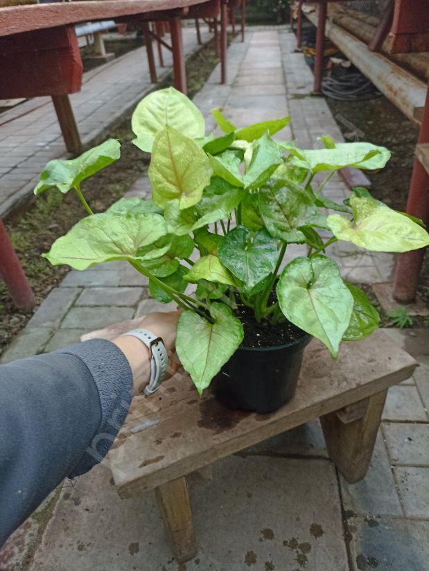 Сингониум Голд Алюжн (Gold Allusion)