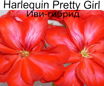 Пеларгония ито-гибрид Harlequin Pretty Girl