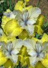 Iris-sibirskij-Tema-i-Variaciya-Theme-and-Variation-1-sht