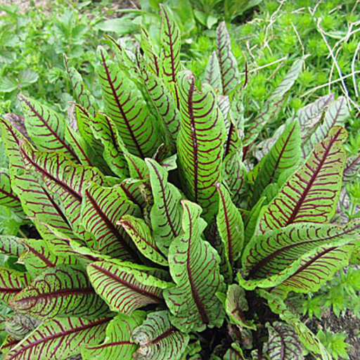 Щавель Кровавая Мэри, 1г семян