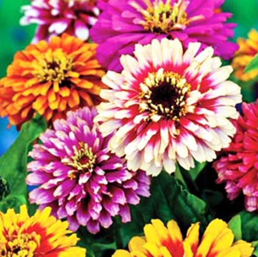 Цинния изящная (Zinnia elegans) Carousel Mix, 2,5г семян