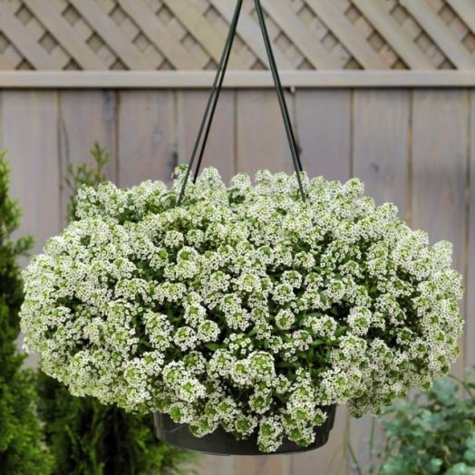 Алиссум морской (Alyssum maritima) Giga White, 100 драже