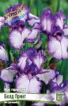 Iris-germanskij-Bold-Print-BOLD-PRINT-1-sht