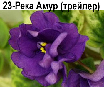 23-Река Амур (Я.Зубо) (трейлер)