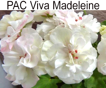 Пеларгония зональная PAC Viva Madeleine