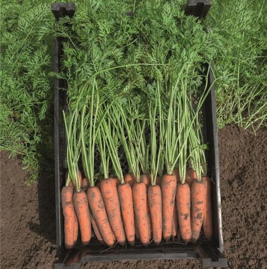 Морковь Нарбонне F1, 1г семян