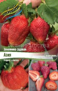 Земляника садовая Азия (ASIA) (фриго), 5 шт