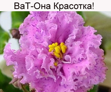 ВаТ-Она Красотка!  НОВИНКА