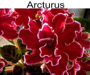 Arcturus